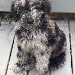 Goldendoodle Puppies from Angel's Doodles