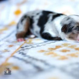 Fable - Blue merle female Miniature American Shepherd puppy in Battle Ground, Washington from Casita Miniature American Shepherds