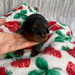 Archer Boy 2 - Black and tan male Cavalier King Charles Spaniel puppy in Phoenix, Arizona from Larisa's Cavaliers