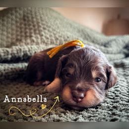 Annabella - Red tri-color female Miniature American Shepherd puppy in Tupalo, Mississippi from Butterfield Trail Farm