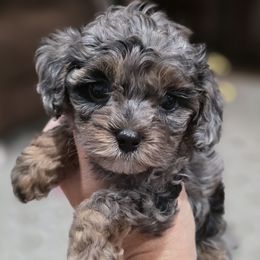 Theodore - Merle male Cavapoo puppy in Vernon, Texas from Sugarland's Texas Goldendoodles