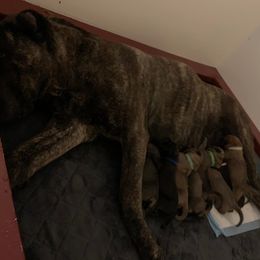 Cane Corso Puppies from Ironhide Cane Corso Italiano Kennels
