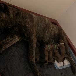 Cane Corso Puppies from Ironhide Cane Corso Italiano Kennels