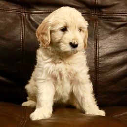 Goldendoodle Puppies from 307 Mini Goldendoodle