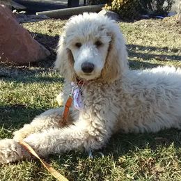 Poodles from Mofasa's Kingdom Poodles