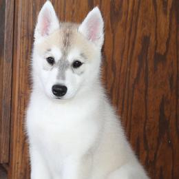 Paramore - Gray and white female Siberian Husky puppy in Le Sueur, Minnesota from Tevana Siberians LLC