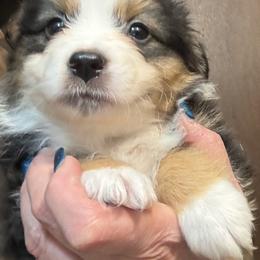 Miniature American Shepherd Puppies from Malachi Kennels