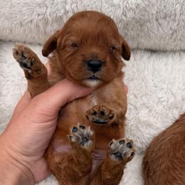 Baron - Red male Cavapoo puppy in Midland, North Carolina from Rocky River Cavapoos