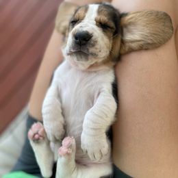 "Sage" Basset Hound Puppies from Little Patch of Heaven