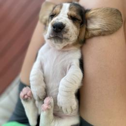 "Sage" Basset Hound Puppies from Little Patch of Heaven