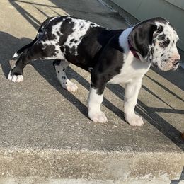 Great Dane Puppies from Guilty Pleasure Great Danes