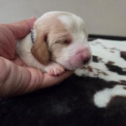 Apple - Red and white female Basset Hound puppy in Denison, Texas from Emma Lou's Baby Bassets