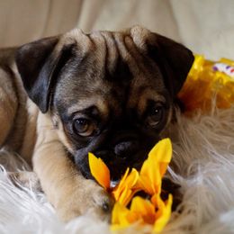 Pug Puppies from Pugs R 4 U in KY