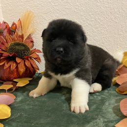 Akita Puppies from Majestic Valley Farms