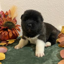 Akita Puppies from Majestic Valley Farms