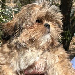 Rocco - Brindle and white male Shih Tzu puppy in Victorville, California from Precioustzus