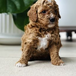 Girl 1 - Cavapoo puppy from Cavapoos of the Carolinas