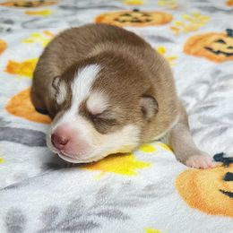 Boy1 - Chocolate male Pomsky puppy in Bolton, Connecticut from Elle Pomsky