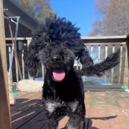 Sydney - with training - Phantom female Bernedoodle puppy in Boonville, North Carolina from Doods & Dolls