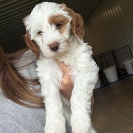 Hazelnut - Parti female Goldendoodle puppy in Hiddenite, North Carolina from Rose and Reid Doodles
