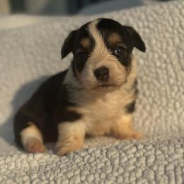 Dahlia (fluffy) - Black and tan female American Corgi puppy in East Oakdale, California from Rhettro Kennels