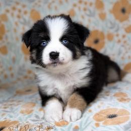 Cuddles - Black tri female Toy Australian Shepherd puppy in Liberty Hill, Texas from Pistol Paws Aussies