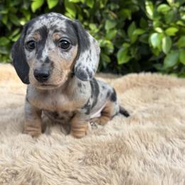 Winston - Dapple male Dachshund puppy in Temecula, California from Naomi Magee's Dachshund Kennel