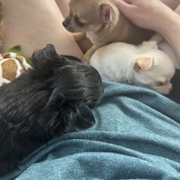 Chihuahua Puppies from Wild Mountain Chihuahuas
