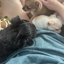 Chihuahua Puppies from Wild Mountain Chihuahuas