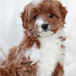 Hunter - Red male Cavapoo puppy in Mint Hill, North Carolina from DoodleForever