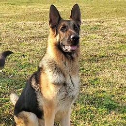 Quill - German Shepherd
