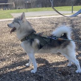 Frank - Pomsky