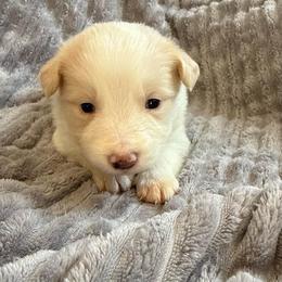 Zeus - White and gold male Border Collie puppy in Mckinney, Texas from Border Collies of Ruidoso