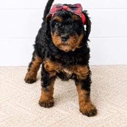 Ice Cream - Gray - Phantom female Bernedoodle puppy in Charleston, South Carolina from Palm Belle Doodles