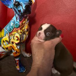 Saturn - Chocolate and white male Chihuahua puppy in Dime Box, Texas from Color Me Crazy Chihuahuas