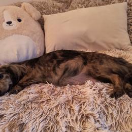 "Paisley, blk/cream dapple/Brindle." Dachshund Puppies from BleuBayou Dachshunds