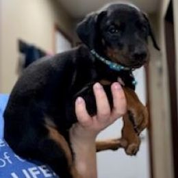 Doberman Pinscher Puppies from The Dober Den