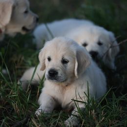 Miss Yellow - Light golden female Golden Retriever puppy in Morrill, Kansas from Grimm Girls Farm