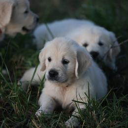 Miss Yellow - Light golden female Golden Retriever puppy in Morrill, Kansas from Grimm Girls Farm