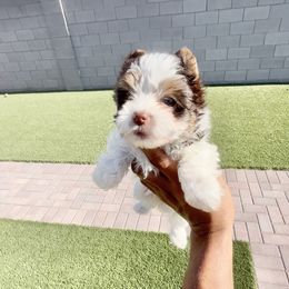 Lola - Parti female Yorkshire Terrier puppy in Las Vegas, Nevada from Yorkiepupsntcups