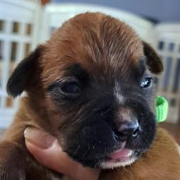 Light green - Fawn male Boxer puppy in Franklin, Georgia from Lakeside Kennels of Franklin