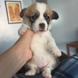 Algiz Gebo Hermione (Girl 1) - Sable female Pembroke Welsh Corgi puppy in Hallandalle, Florida from Algiz Gebo