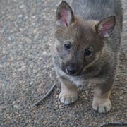 Swedish Vallhund Puppies from Maena Swedish Vallhunds