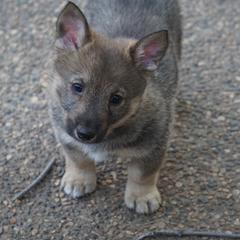 Swedish Vallhund Puppies from Maena Swedish Vallhunds