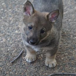 Swedish Vallhund Puppies from Maena Swedish Vallhunds