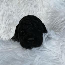 Orange-Collar - Black female Goldendoodle puppy in Fairmont, West Virginia from Mountainside Doodles, LLC