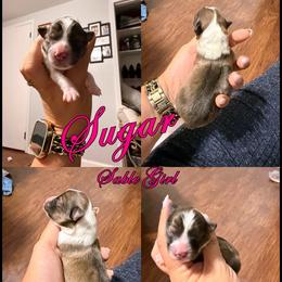 Sugar - Sable and White Girl - Sable & white female Toy Shetland Sheepdog puppy in Frazeysburg, Ohio from Mountain High Kennels
