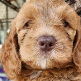 Moxi - Red female Australian Labradoodle puppy in Ocala, Florida from Vinton Valley Australian Labradoodles