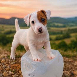 Willie Nelson - White and tan male Russell Terrier puppy in London, Kentucky from Norvell Kennels
