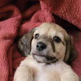 Dachshund Puppies from Bridge Creek Dachshunds